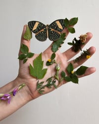 Image 4 of BOLBORETA