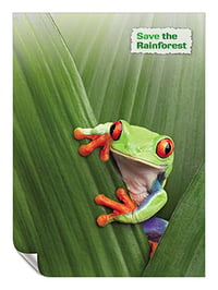 Image 1 of tree frog rainforest - P0001