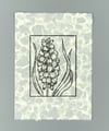 Blue Grape Hyacinth