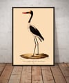Saddle-Billed Stork | Retro Tropical Print | Animal Kingdom Poster | Vintage Print