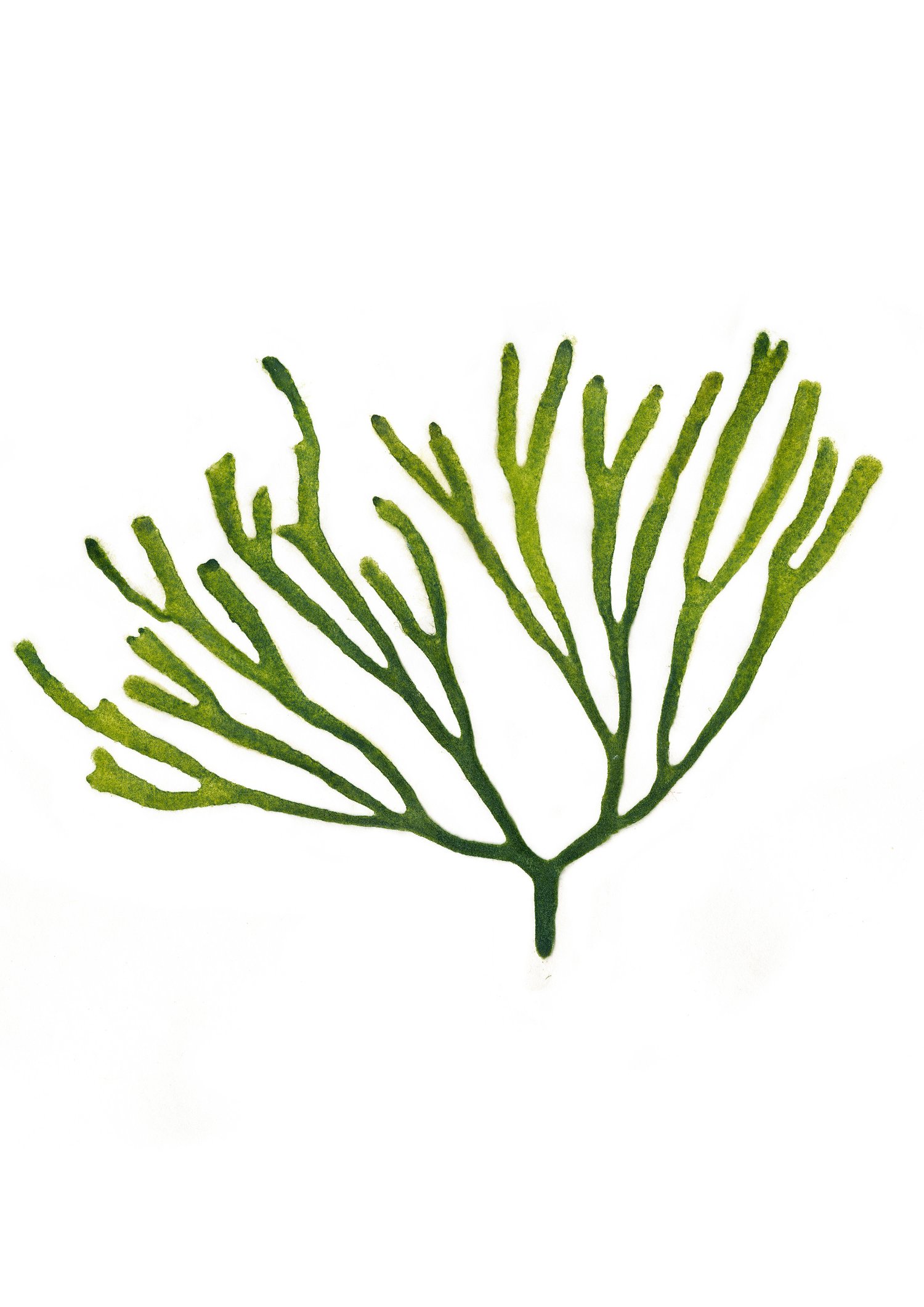 Image of Velvet Horn Seaweed