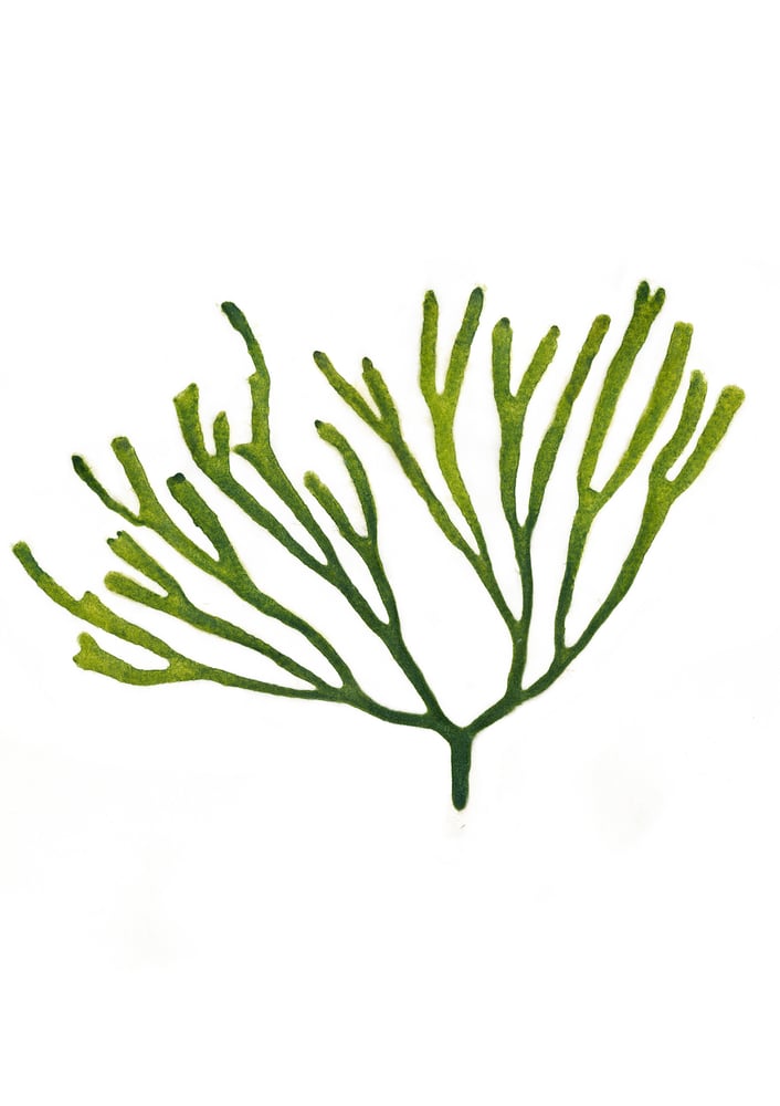 Image of Velvet Horn Seaweed