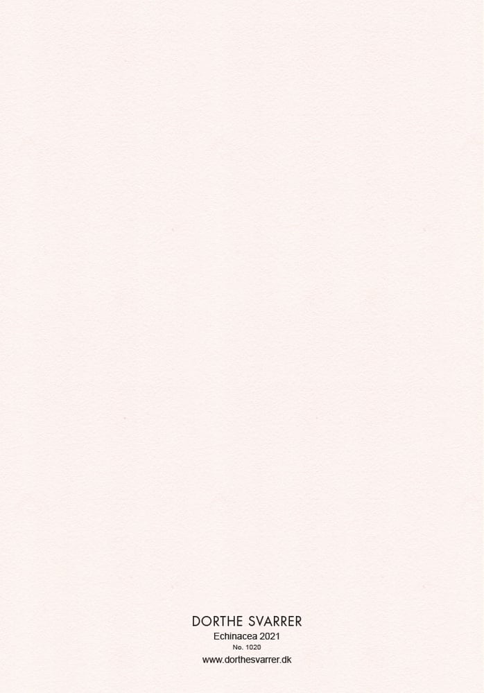 Image of 5 Notecards Echinacea No.1020