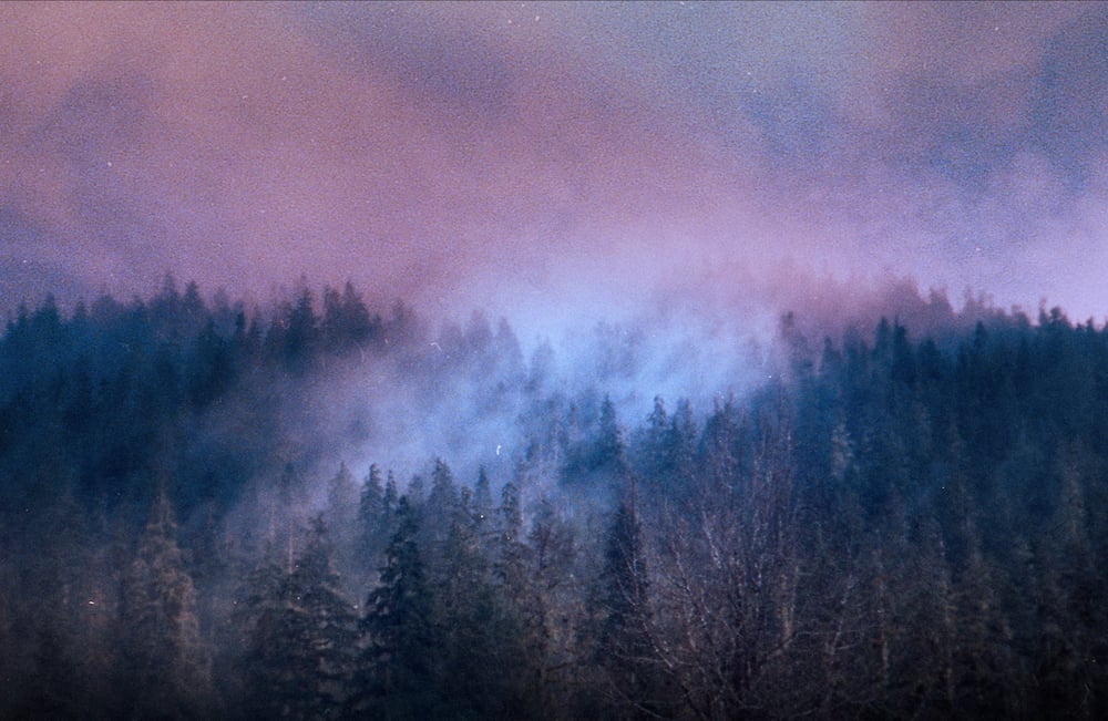 Image of Whispering Woods.