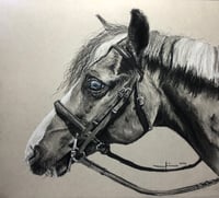 Image 5 of Horse Portrait