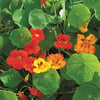 jewel nasturtium transplant