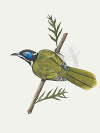 Blue Faced Honeyeater - A3 Print 