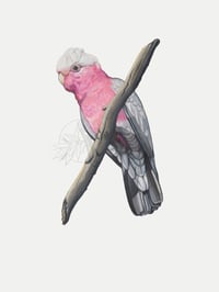 Galah - A3 Print 