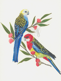 Pale Headed & Eastern Rosella - A3 Print