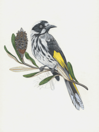 New Holland Honeyeater - A3 Print