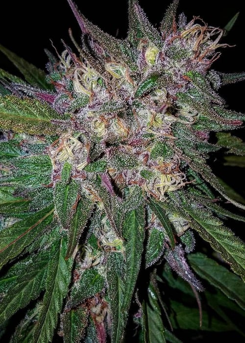 Purple Candyland ( Island Life Seeds ) 5 pk