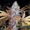 Gelato ( Island Life Seeds ) 5 pk