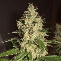 Gorilla Bomb ( Island Life Seeds ) 5 pk