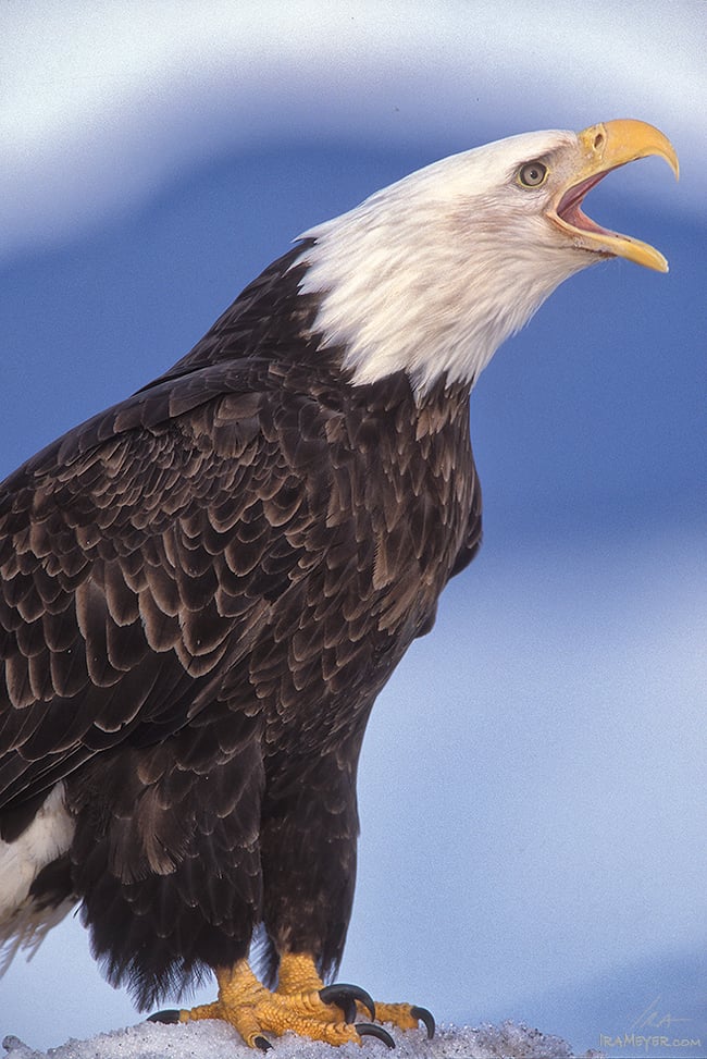 Squawking Bald Eagle