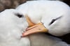 Canoodling Black-browed Albatrosses