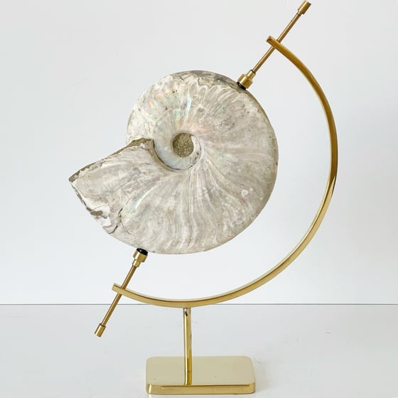 Image of Iridescent Rainbow Ammonite No.75 + Brass Arc Stand
