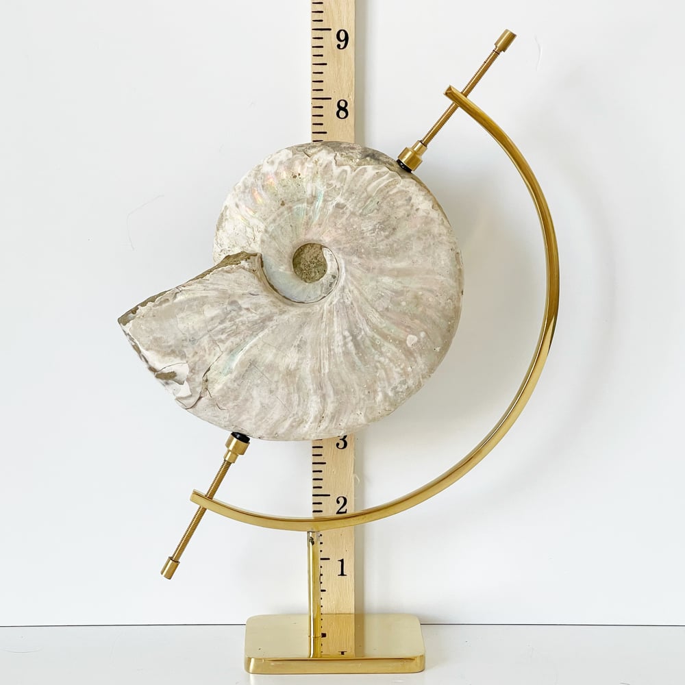 Image of Iridescent Rainbow Ammonite No.75 + Brass Arc Stand