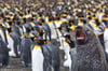 Fur Seal and King Penguins