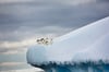 Adelie Penguins on Iceberg