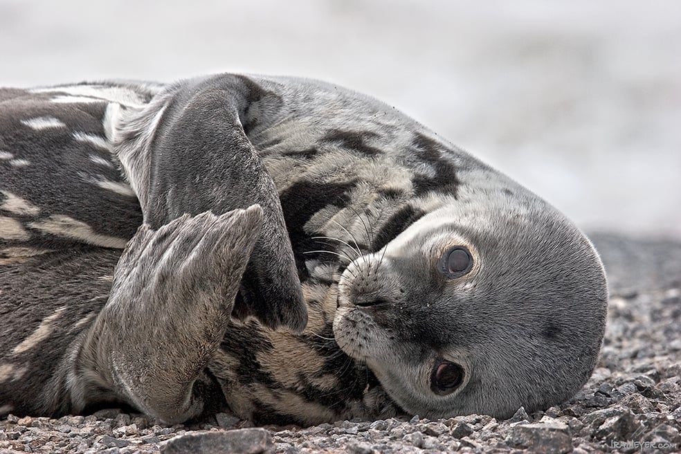 Weddell Seal Pup Ira Meyer Photography   29  Hdr Toning  