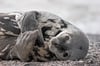 Weddell Seal Pup