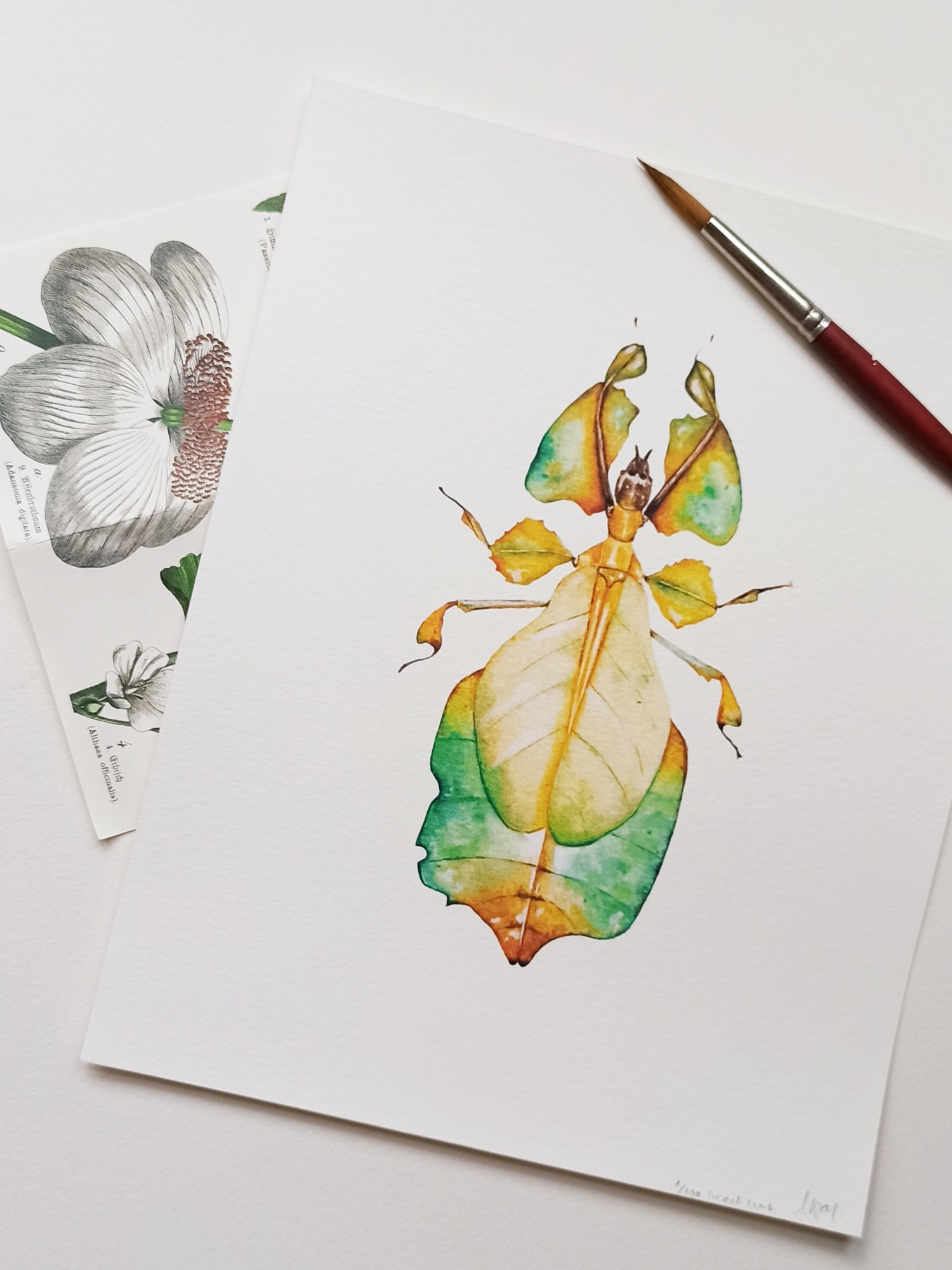 Image of Leaf Insect Phyllium bioculatum Watercolor Illustration PRINT 