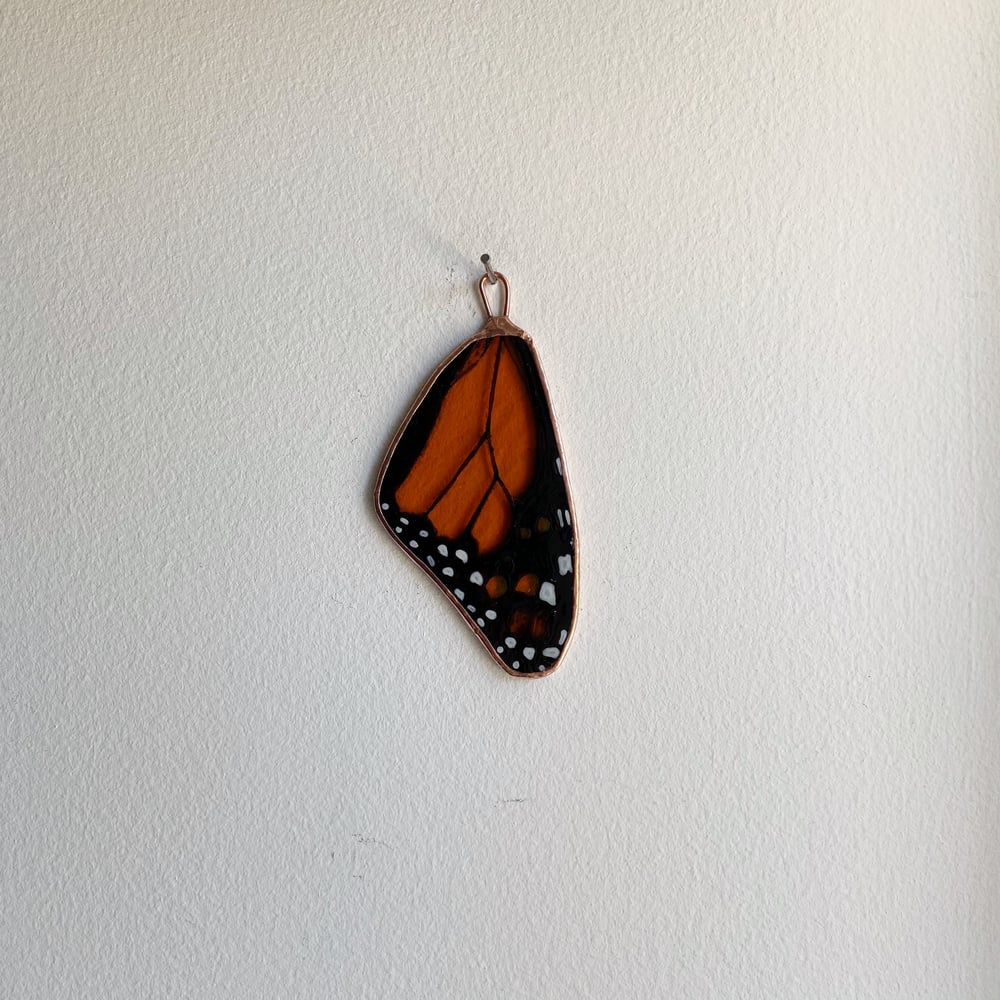 Image of Monarch Wing no.7