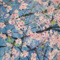 Cherry Blossom 