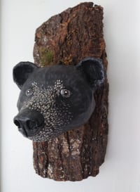 Image 1 of Bear 1