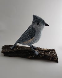 Image 2 of Tufted Titmouse