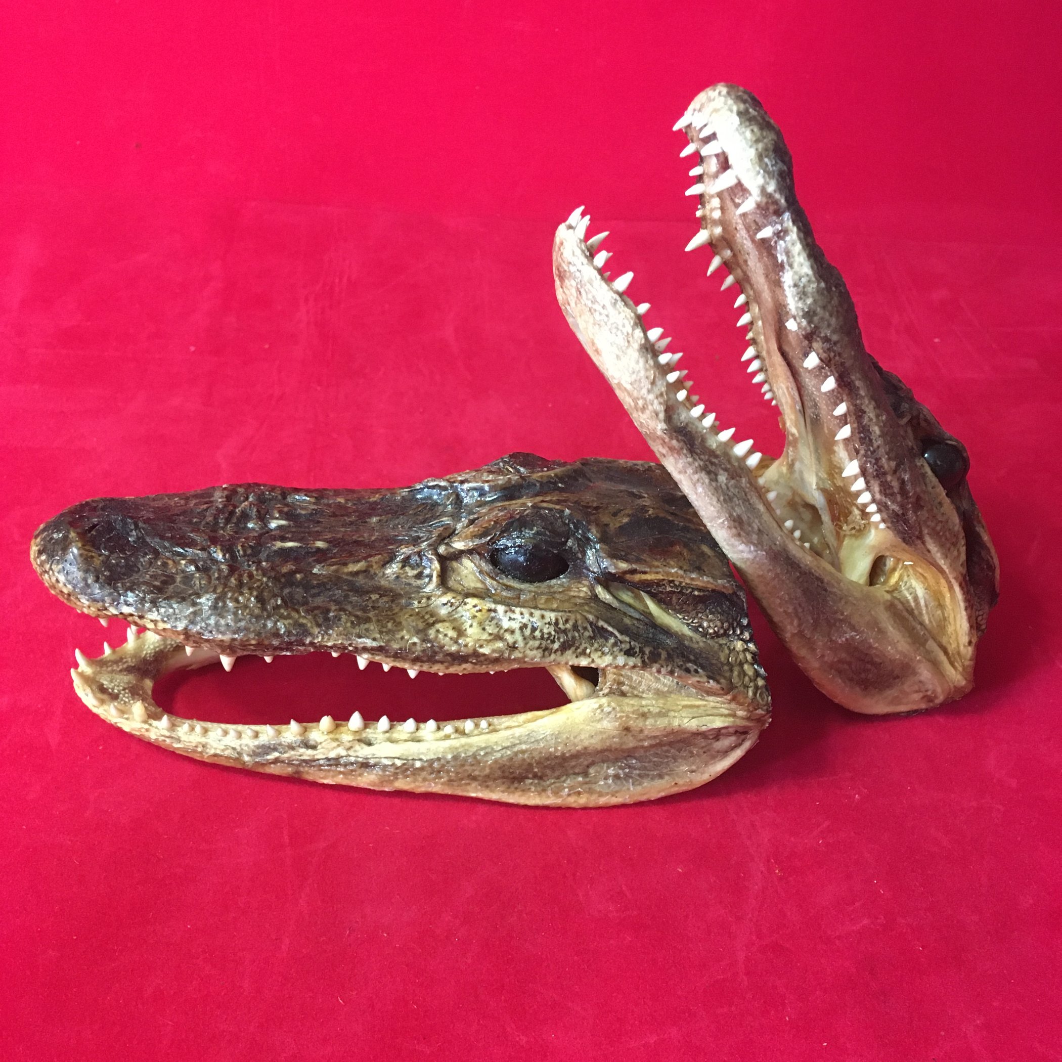 Small Taxidermy Gator Heads Vortex Vintage