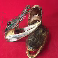 Image 2 of Small Taxidermy Gator Heads