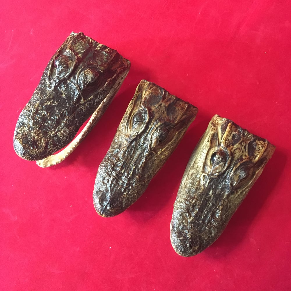 Small Taxidermy Gator Heads