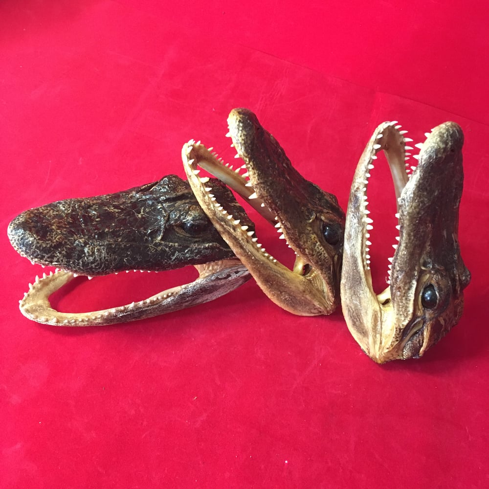 Small Taxidermy Gator Heads