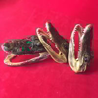 Image 4 of Small Taxidermy Gator Heads