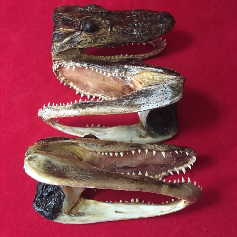 Small Taxidermy Gator Heads