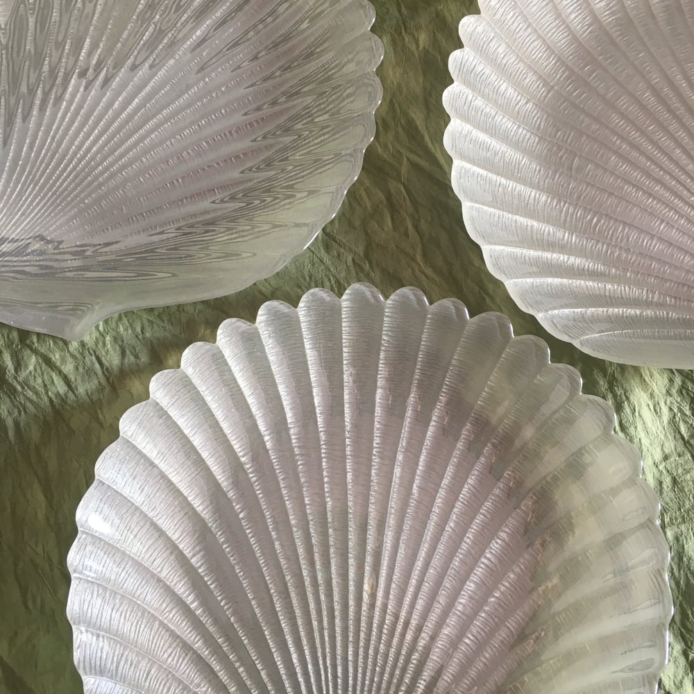 Image of  Glass shell dishes - Sold separately 