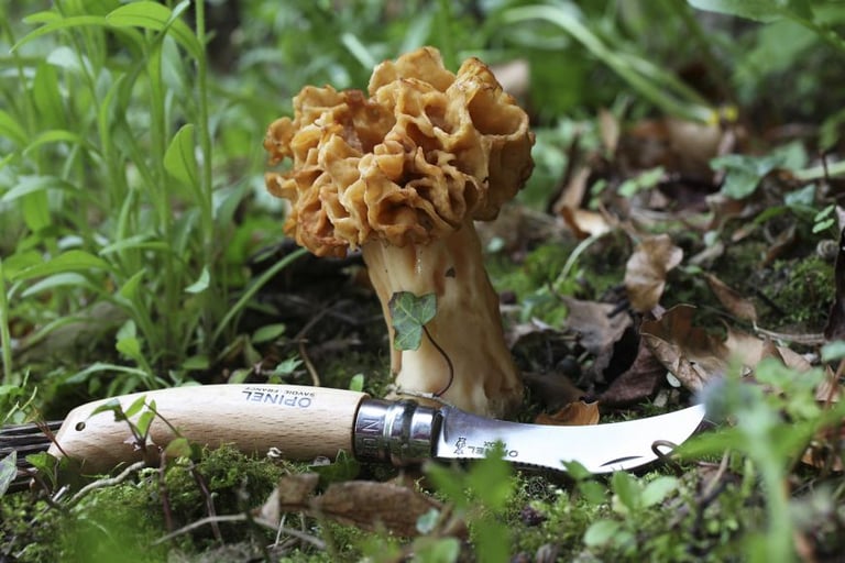 Opinel Couteau à champignons N°8 inox