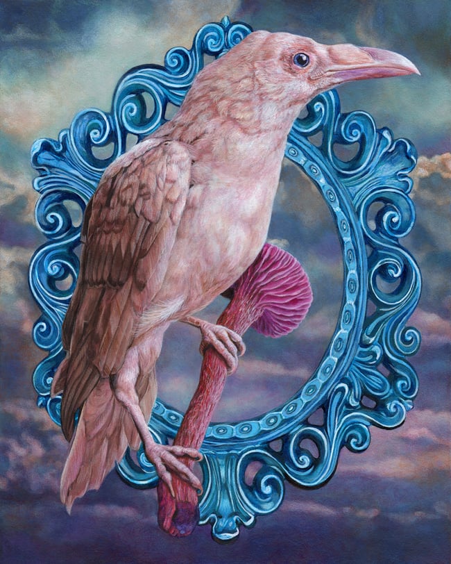 Laccaria Amethystina