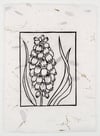 Blue Grape Hyacinth on Tamarind *Limited Edition of 5*