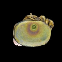 Image 2 of XL. Dante - Flamework Glass Sculpture Bead