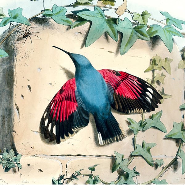Image of Hummingbird Silk Scarf for John Derian