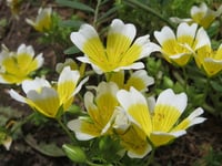 Douglas Meadowfoam : Limnanthes douglasii