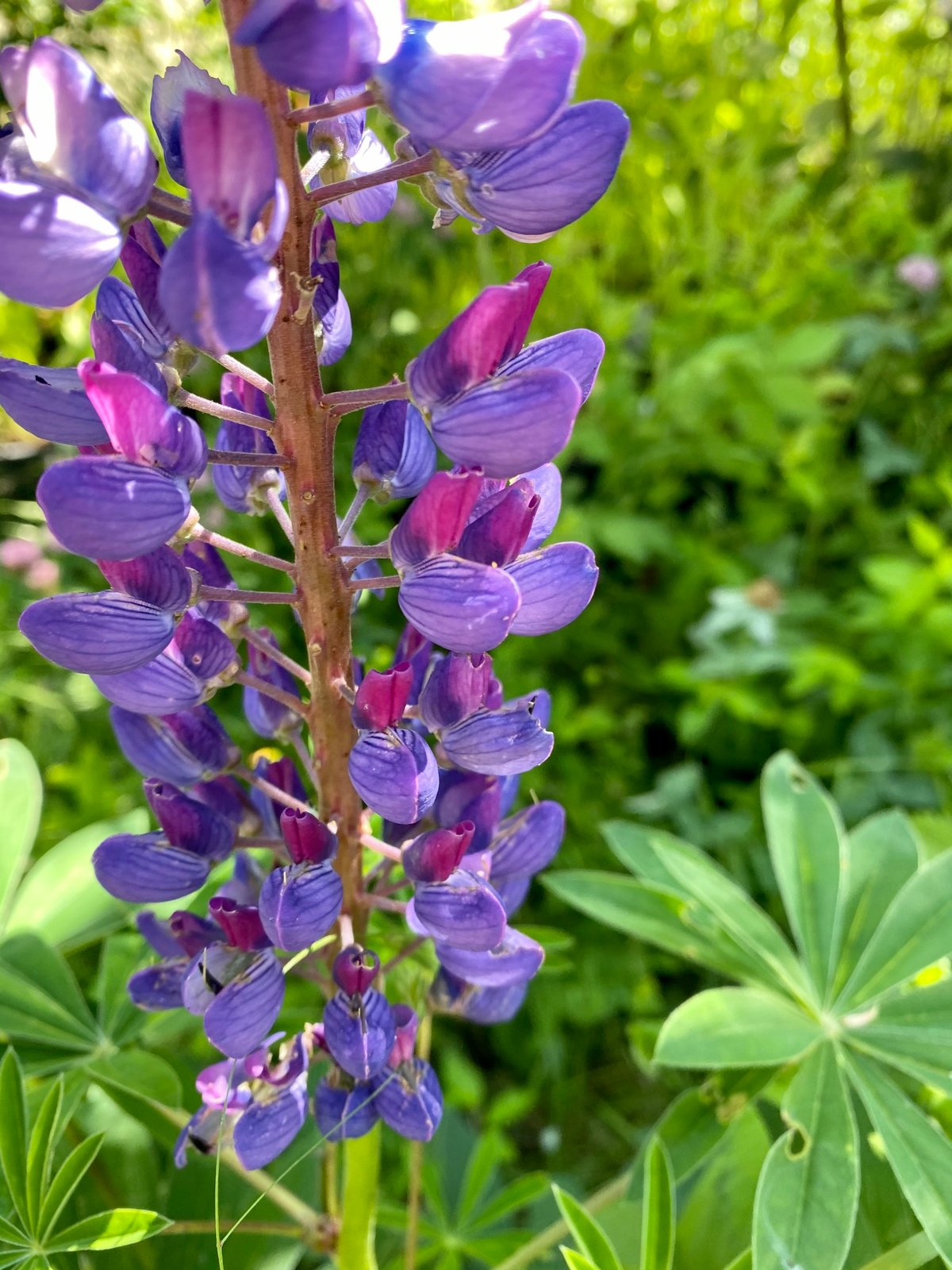 Streambank Lupine : Lupinus rivularis