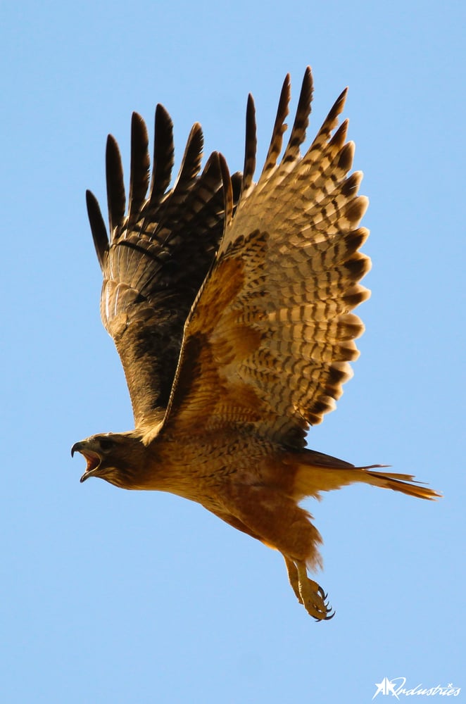 Image of Red-Tailed Hawk