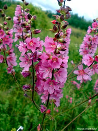 Henderson's Checkermallow : Sidalcea hendersonii