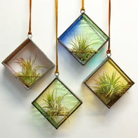 Image 4 of Air Plant Holder in Zinnia