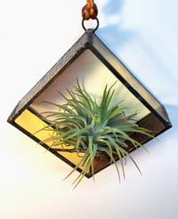 Image 2 of Air Plant Holder in Zinnia