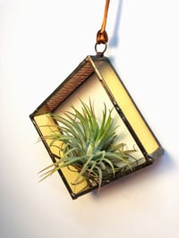 Image 3 of Air Plant Holder in Zinnia
