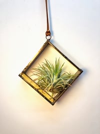Image 1 of Air Plant Holder in Zinnia